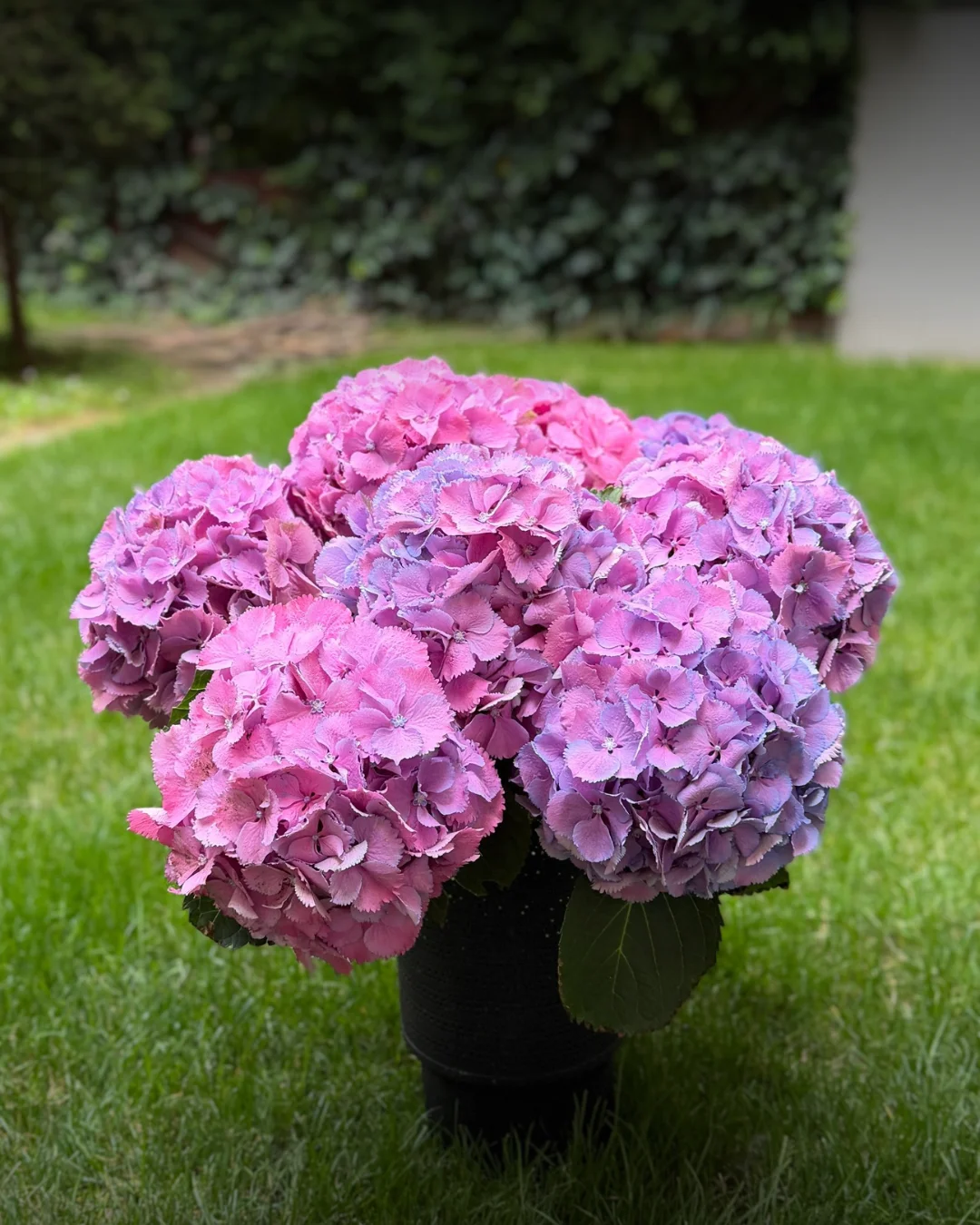 Ružové a fialové hortenzie — Flowermat