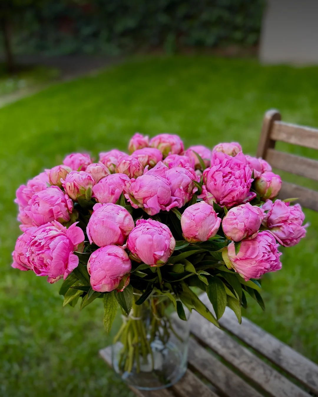Bohatá kytica ružových pivoniek — Flowermat